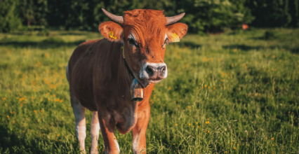 Comment bien entretenir une tondeuse électrique pour bovins ?